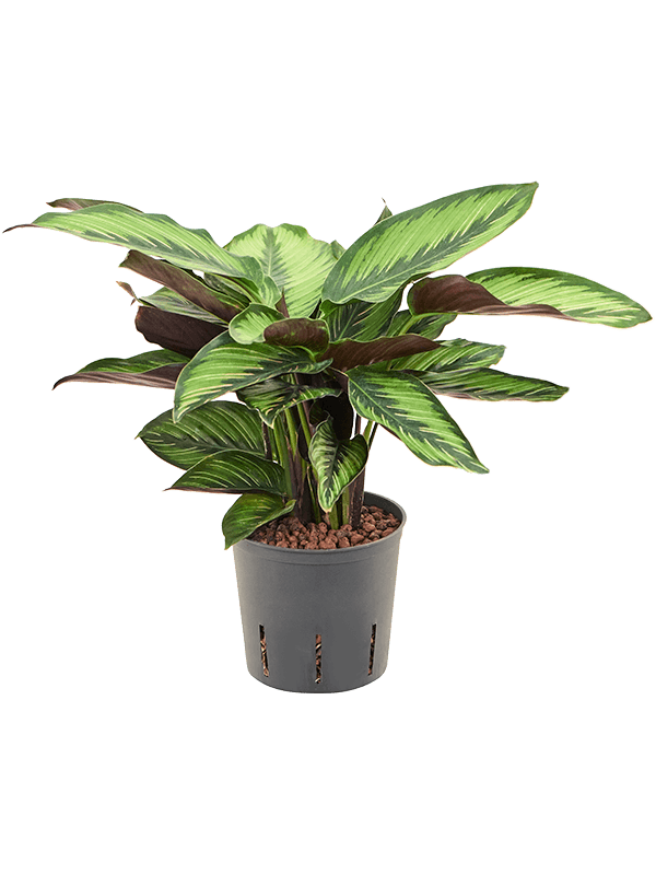 Calathea Beauty Star D 13 H 35 cm - PlantenShop24 - 14-04-2025