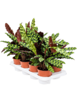 Calathea Insignis D 14 H 40 cm - PlantenShop24 - 24-04-2025
