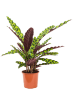 Calathea Insignis D 17 H 50 cm - PlantenShop24 - 22-04-2025