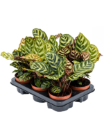 Calathea Makoyana D 12 H 30 cm - PlantenShop24 - 19-05-2025