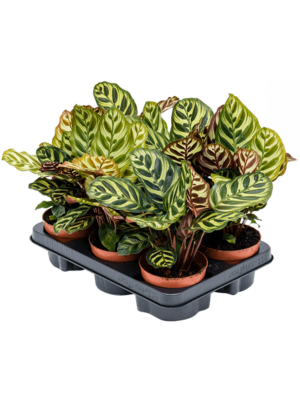Calathea Makoyana D 12 H 30 cm - PlantenShop24 - 19-05-2025