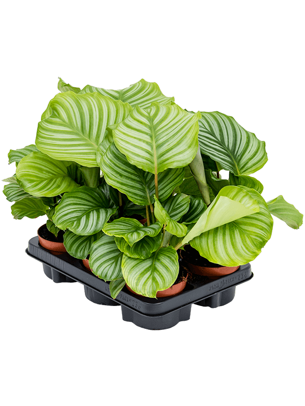 Calathea Orbifolia D 12 H 30 cm - PlantenShop24 - 07-03-2025