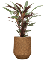 Calathea Rufibarba Wavestar In Mineral D 19 H 83 cm - PlantenShop24 - 15-05-2025