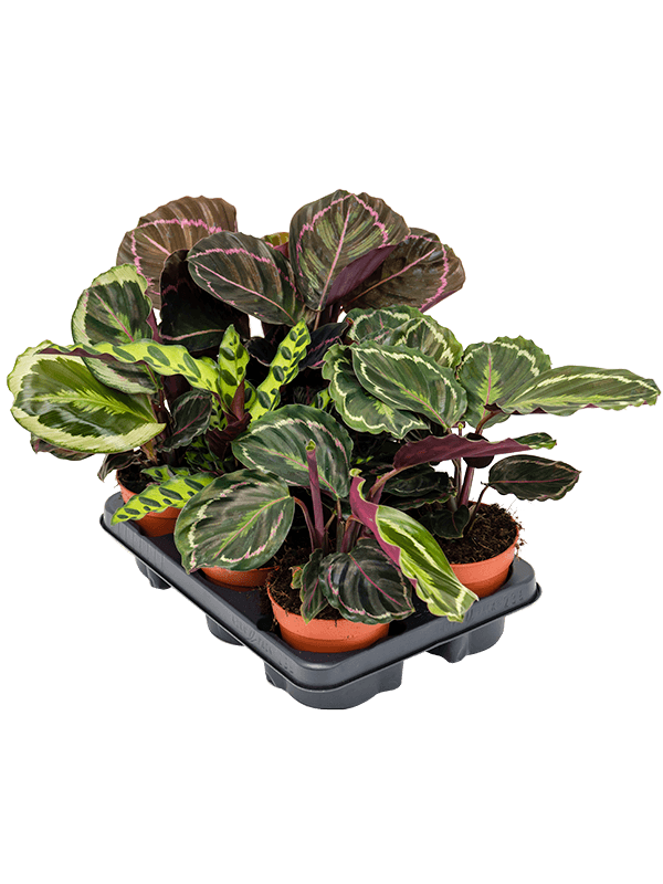 Calathea Verrassing D 12 H 35 cm - PlantenShop24 - 21-01-2025