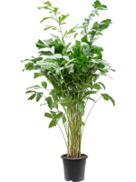Caryota Mitis D 32 H 180 cm - PlantenShop24 - 24-04-2025