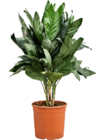Chamaedorea Metallica D 26 H 95 cm - PlantenShop24 - 03-01-2025