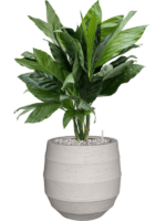 Chamaedorea Metallica In Bordo D 21 H 77 cm - PlantenShop24 - 20-11-2024
