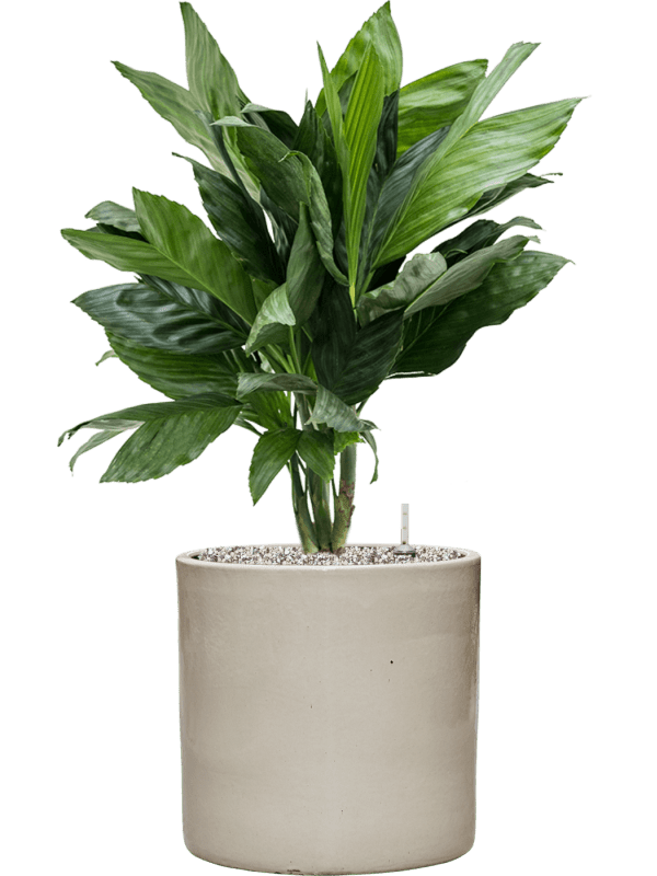 Chamaedorea Metallica In Cylinder D 21 H 78 cm - PlantenShop24 - 27-05-2025