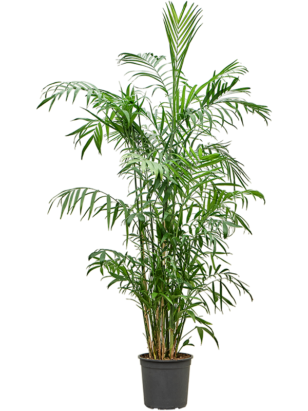 Chamaedorea Seifrizii D 27 H 150 cm - PlantenShop24 - 20-05-2025