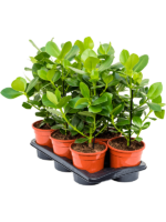 Clusia Rosea Princess D 17 H 55 cm - PlantenShop24 - 13-01-2025