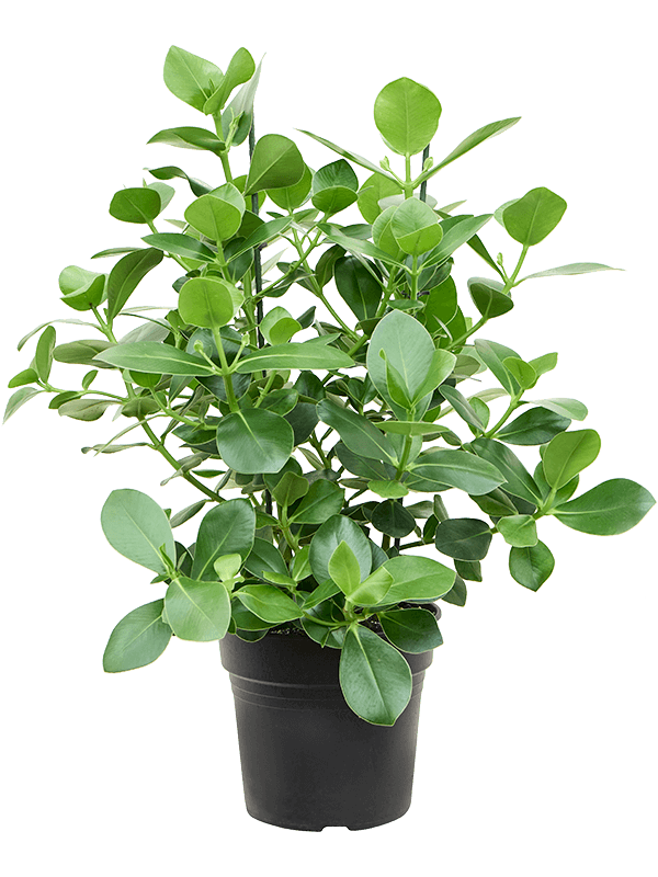 Clusia Rosea Princess D 30 H 100 cm - PlantenShop24 - 03-05-2025
