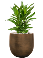 Cordyline Fruticosa Glauca In Esra D 19 H 61 cm - PlantenShop24 - 06-05-2025