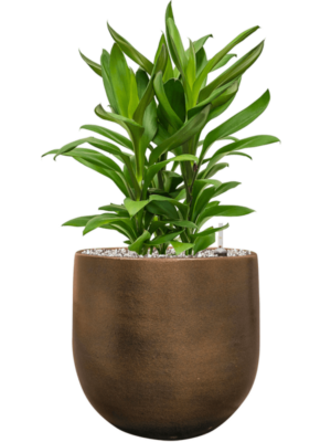 Cordyline Fruticosa Glauca In Esra D 19 H 61 cm - PlantenShop24 - 06-05-2025