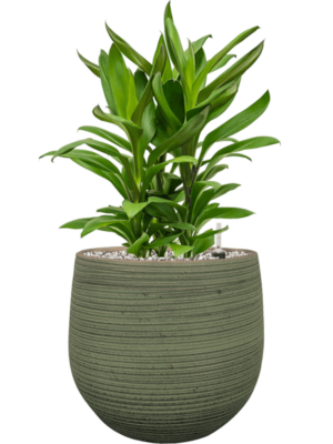Cordyline Fruticosa Glauca In Lydia D 19 H 61 cm - PlantenShop24 - 06-05-2025