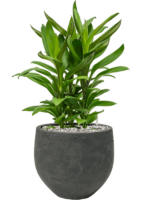 Cordyline Fruticosa Glauca In Rough D 19 H 55 cm - PlantenShop24 - 06-05-2025