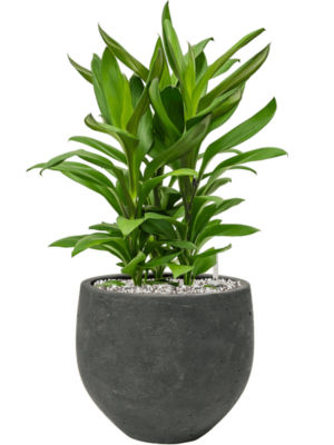 Cordyline Fruticosa Glauca In Rough D 19 H 55 cm - PlantenShop24 - 06-05-2025