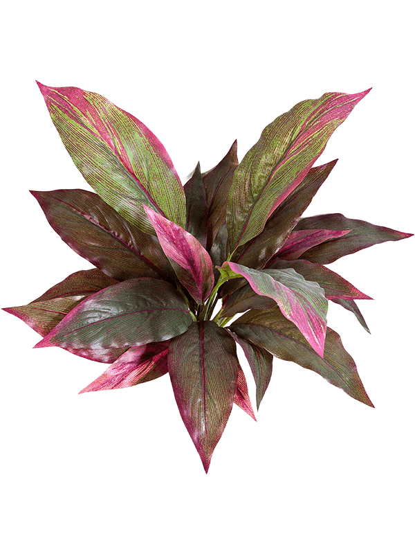 Cordyline H 30 cm - PlantenShop24 - 14-04-2025