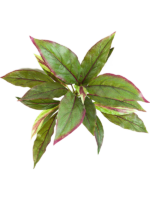 Cordyline H 30 cm - PlantenShop24 - 11-11-2024
