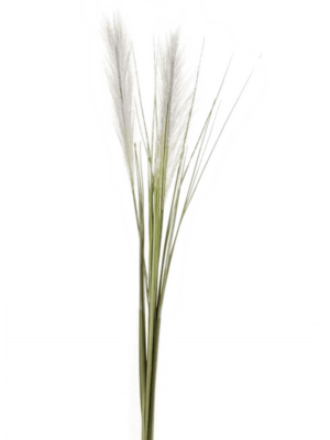 Cortaderia D 7 H 95 cm - PlantenShop24 - 28-10-2024