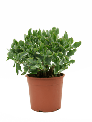 Crassula Argentea D 17 H 35 cm - PlantenShop24 - 02-05-2025