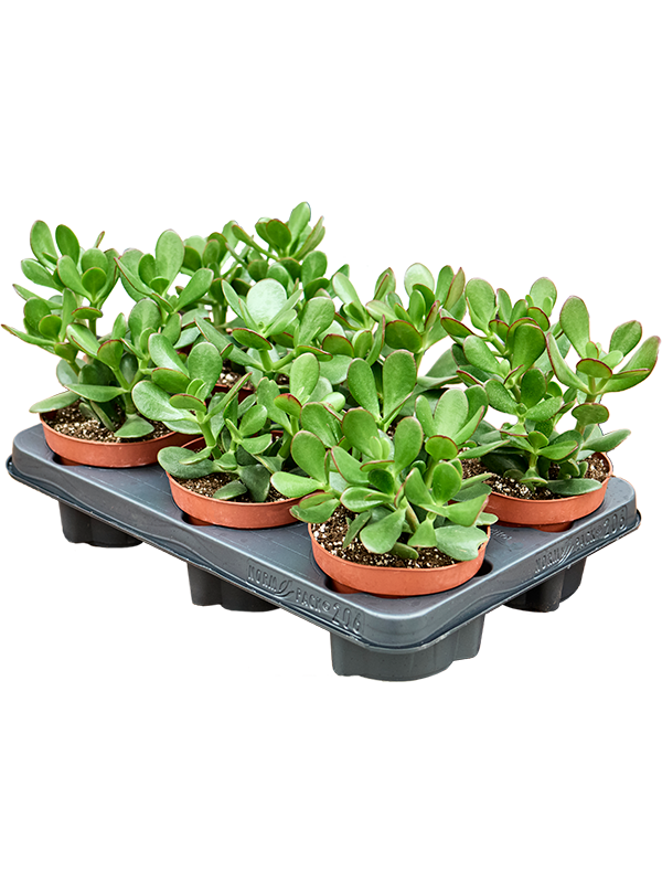 Crassula Ovata D 12 H 20 cm - PlantenShop24 - 08-05-2025