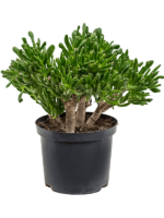 Crassula Ovata Horntree D 23 H 50 cm - PlantenShop24 - 17-10-2023