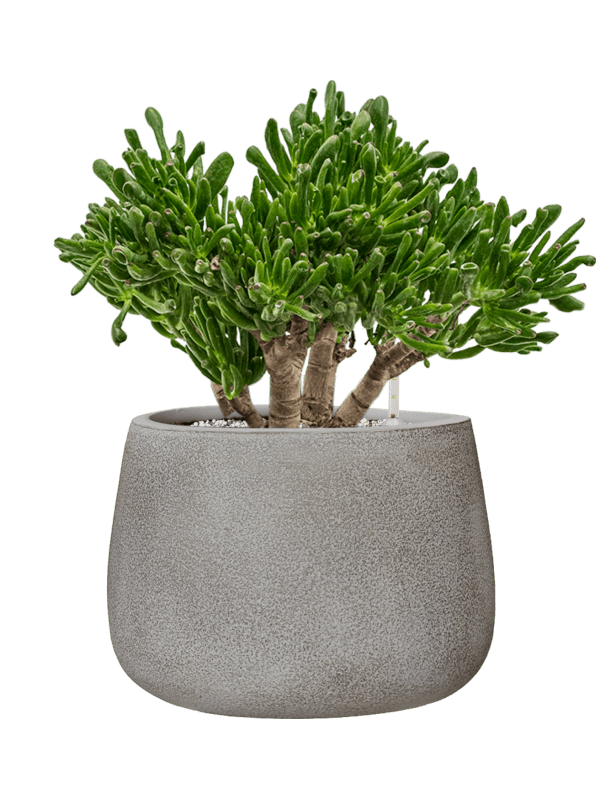 Crassula Ovata Horntree In Antwerp D 23 H 49 cm - PlantenShop24 - 04-07-2025