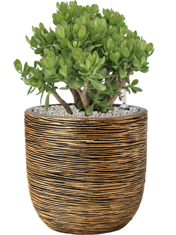 Crassula Ovata In Capi Nature Rib NL D 35 H 73 cm - PlantenShop24 - 23-05-2025