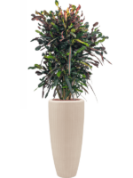 Croton Codiaeum Variegatum Mammi In Baq Polystone Plain D 22 H 156 cm - PlantenShop24 - 18-04-2025