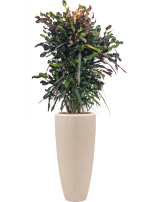 Croton Codiaeum Variegatum Mammi In Baq Polystone Plain D 22 H 156 cm - PlantenShop24 - 18-04-2025