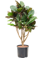 Croton Codiaeum Variegatum Petra D 22 H 90 cm - PlantenShop24 - 13-06-2024