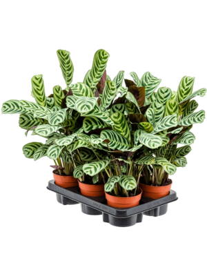 Ctenanthe Burle-marxii Amabilis D 12 H 35 cm - PlantenShop24 - 29-08-2025