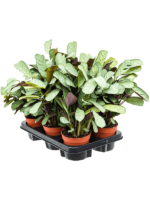 Ctenanthe Burle-marxii Amagris D 12 H 25 cm - PlantenShop24 - 17-04-2025