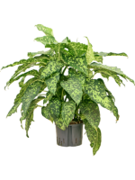 Dieffenbachia Spotty D 25 H 65 cm - PlantenShop24 - 11-07-2025