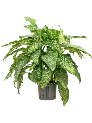 Dieffenbachia Spotty D 25 H 70 cm - PlantenShop24 - 06-06-2025