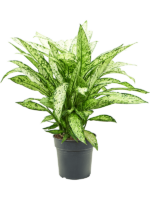 Dieffenbachia Vesuvius D 24 H 70 cm - PlantenShop24 - 06-05-2025