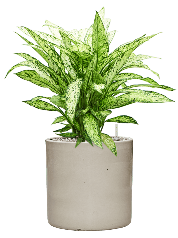 Dieffenbachia Vesuvius In Cylinder D 24 H 70 cm - PlantenShop24 - 27-05-2025