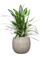 Dracaena Combo In Marly D 17 H 80 cm - PlantenShop24 - 23-10-2024