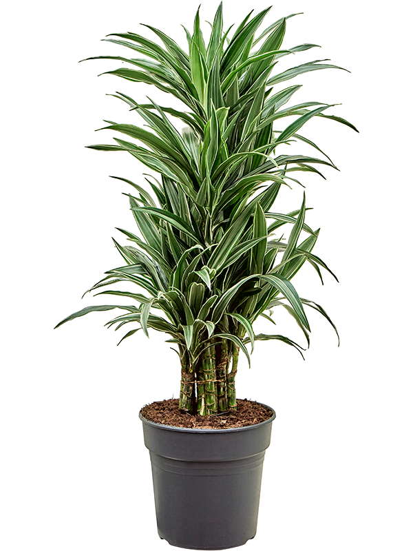 Dracaena Deremensis Warneckei D 27 H 120 cm - PlantenShop24 - 08-05-2025