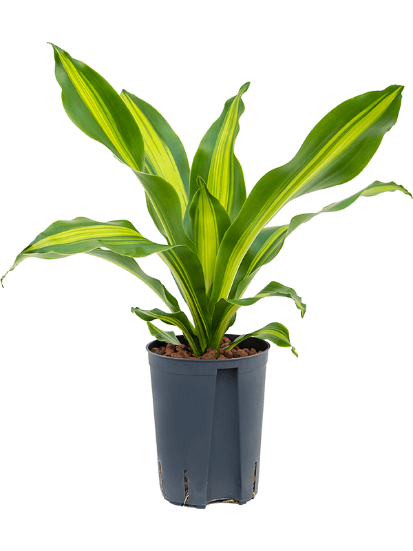 Dracaena Fragrans Burley D 15 H 50 cm - PlantenShop24 - 29-04-2025