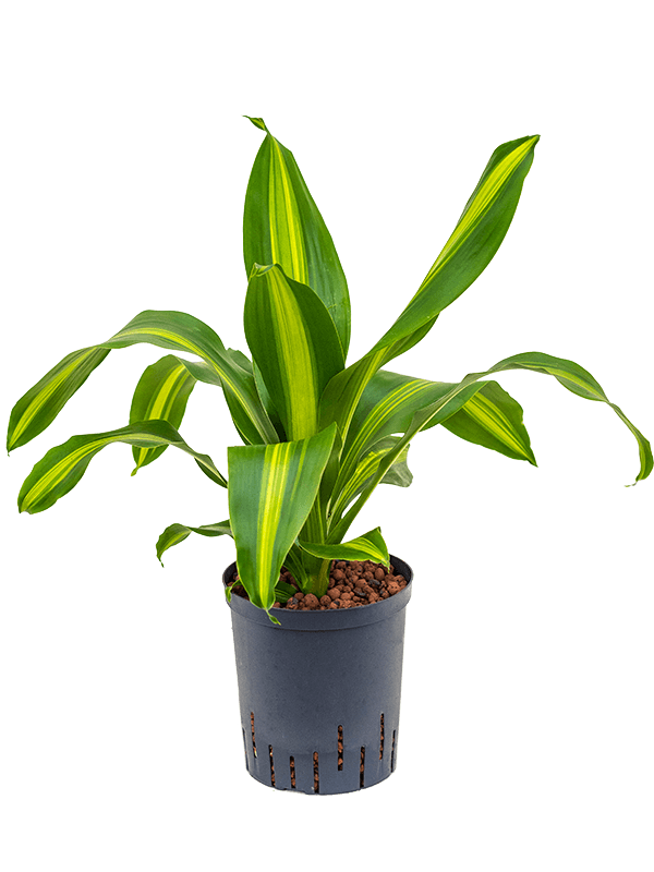 Dracaena Fragrans Burley D 18 H 60 cm - PlantenShop24 - 13-05-2025