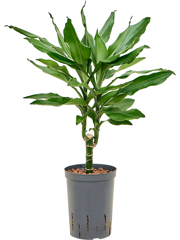 Dracaena Fragrans Burundii D 15 H 50 cm - PlantenShop24 - 15-04-2025