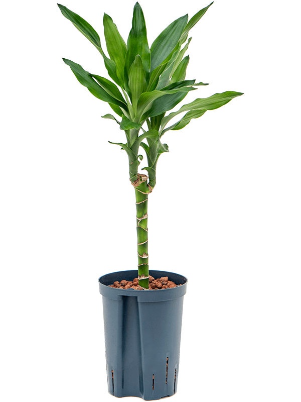 Dracaena Fragrans Burundii D 15 H 60 cm - PlantenShop24 - 07-05-2025