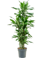 Dracaena Fragrans Burundii D 27 H 145 cm - PlantenShop24 - 31-05-2025