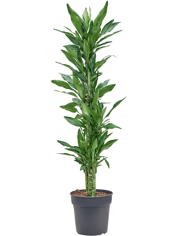 Dracaena Fragrans Burundii D 27 H 150 cm - PlantenShop24 - 02-05-2025