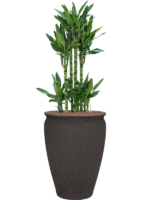 Dracaena Fragrans Burundii In Mediterranean D 25 H 132 cm - PlantenShop24 - 19-05-2025