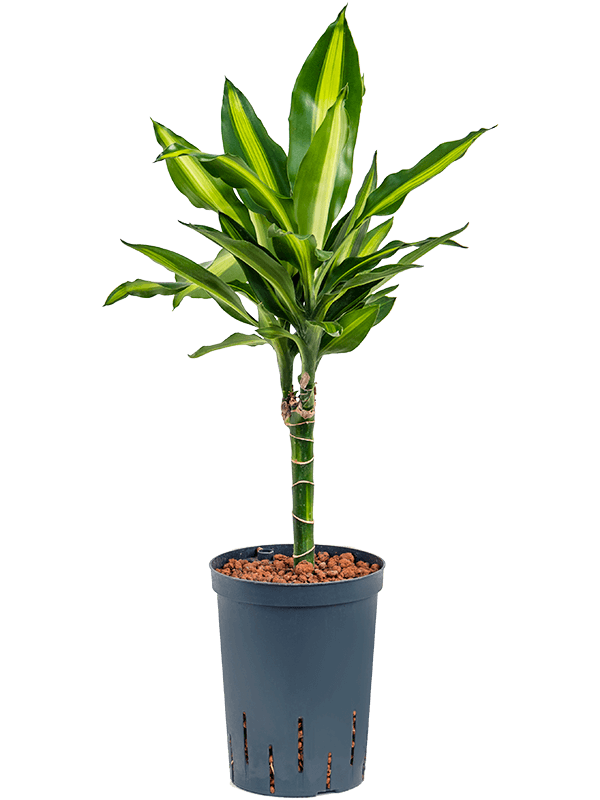 Dracaena Fragrans Cintho D 15 H 75 cm - PlantenShop24 - 19-06-2025