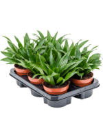 Dracaena Fragrans Compacta D 12 H 25 cm - PlantenShop24 - 04-06-2025