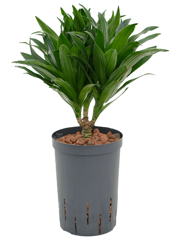 Dracaena Fragrans Compacta D 15 H 45 cm - PlantenShop24 - 01-05-2025