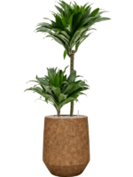 Dracaena Fragrans Compacta In Mineral D 19 H 93 cm - PlantenShop24 - 16-12-2024